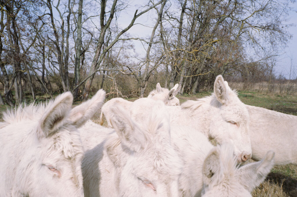 
Warning: Undefined variable $caption in /home/.sites/76/site6839838/web/cms/wp-content/themes/astridwagner/single.php on line 31
